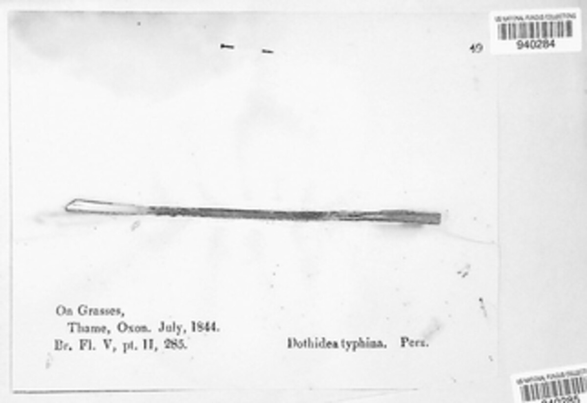 Epichloe typhina image